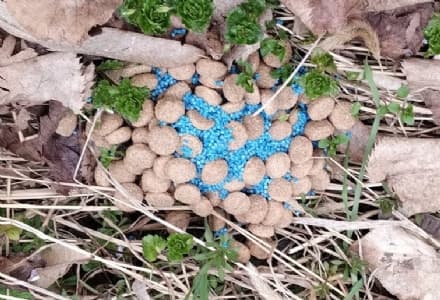 BAIRO - Bocconi avvelenati contro i cani: scatta l'allarme in paese - FOTO