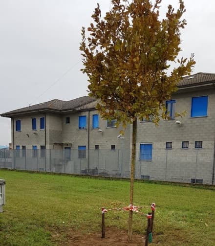 CHIVASSO - Piantata la quercia per i nuovi nati della città