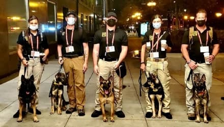 MUSICA – I cani antivirus dei Metallica