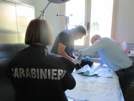 CANAVESE - Cuccioli morti stipati nelle auto: carabinieri scoprono traffico illecito di cani dall'est Europa