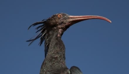 CANAVESE - Il rarissimo Ibis Eremita ha fatto tappa a Castellamonte - FOTO