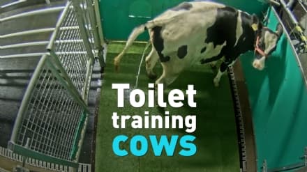 AMBIENTE - Come insegnare ai bovini a farla nel posto giusto