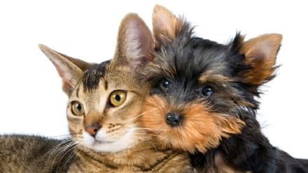 MONTANARO - Un incontro per imparare a capire cani e gatti