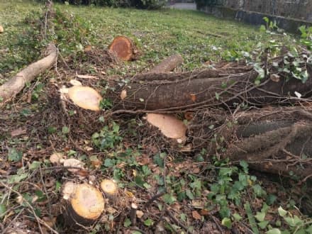 AGLIE' - Albero abbattuto, l'associazione ambientalista: «Serve un programma condiviso di cura del verde»