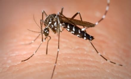 IVREA - Allarme zanzara tigre: partono i controlli del Comune