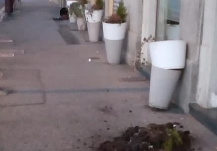 IVREA - Vandali ancora in azione devastano le fioriere «per noia»