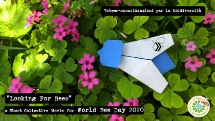 GIORNATA MONDIALE DELLE API - Le api del Canavese partecipano al cortometraggio «Looking For Bees» - VIDEO