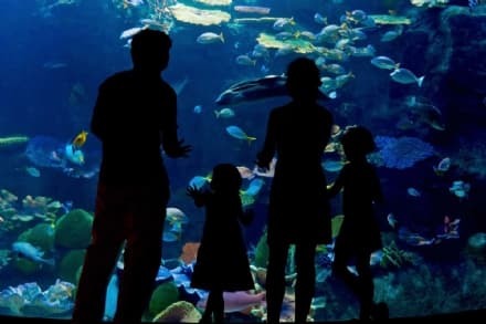 LOCKDOWN – Anche i pesci soffrono