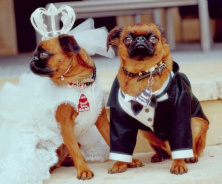 PET – Finché “arf” non vi separi