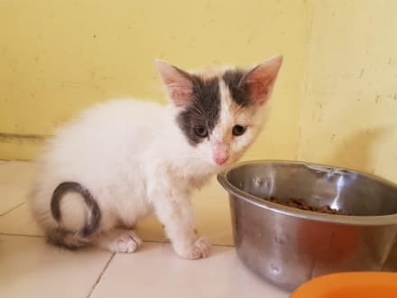 CHIVASSO - «La loro mamma umana è stata uccisa: cerchiamo aiuto per i gatti di Giusy Arena»