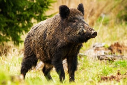 CANAVESE - L'allarme di Avetta: «Siccità e cinghiali stanno mettendo in ginocchio l'agricoltura»