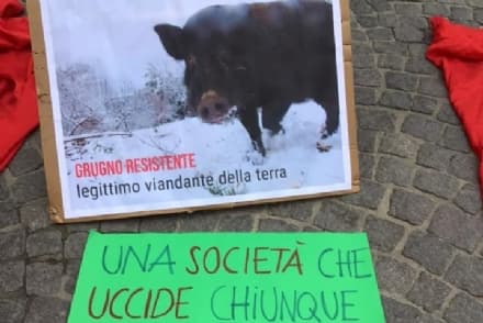 CHIVASSO - Cinghiale ucciso, presidio «antispecista» in piazza della Repubblica