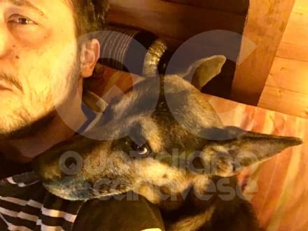 COLLERETTO CASTELNUOVO - Orrore a Santa Elisabetta: il cane Dark ucciso con un colpo di fucile nel giardino di casa - FOTO