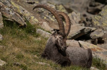 PARCO GRAN PARADISO - Confermato il riconoscimento a livello mondiale: il Parco nella «Green List» per la terza volta di fila