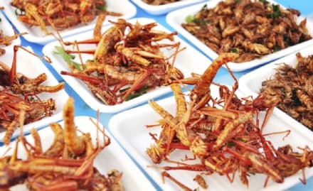 INSETTI NEL MENU' - Crociata del Comune di Andrate contro i novel food: «Sono cibi che non rientrano nella nostra identità»