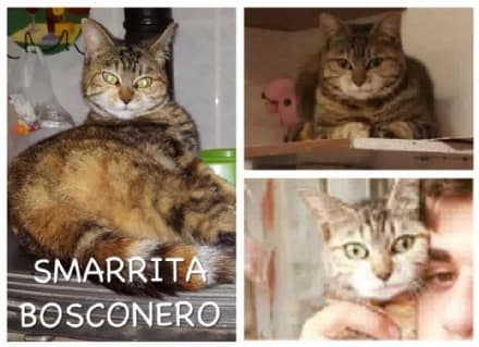 BOSCONERO - Appello per ritrovare Kissi, smarrita a Bosconero