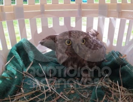 VESTIGNE' - Una civetta incastrata nella canna fumaria: salvata dai vigili del fuoco