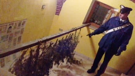 VISTRORIO - Tredici piante di canapa in casa: denunciato - FOTO