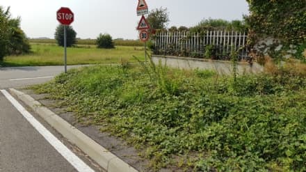 RIVAROLO - L'erba alta ad Argentera si «mangia» i marciapiedi - FOTO