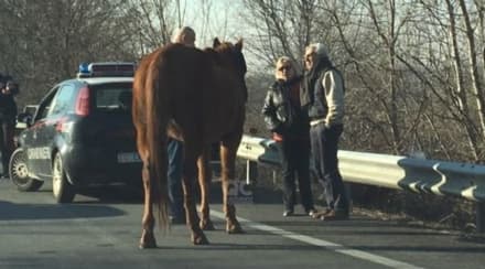 LEINI - Cavallo terrorizzato scappa sull'ex statale 460: salvato dai carabinieri e dagli automobilisti - FOTO