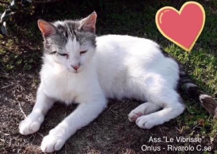 BAIRO-AGLIE' - Gatto scomparso nel nulla torna a casa dopo sedici mesi: la storia di Spaghetto