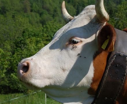 SETTIMO VITTONE - La transumanza diventa una festa popolare