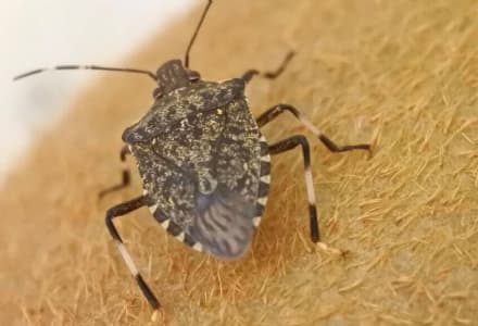 PIEMONTE - Prosegue il lavoro di squadra per il contrasto alla cimice asiatica con la vespa «samurai»