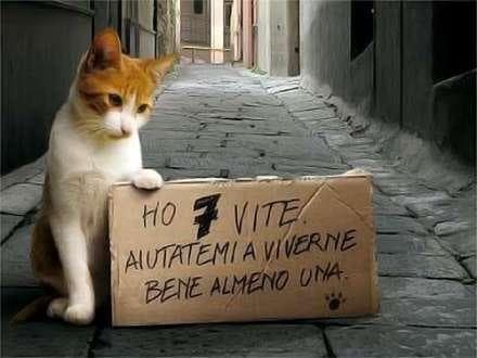 PAVONE - Gatta picchiata e uccisa: l'Anpav presenta denuncia