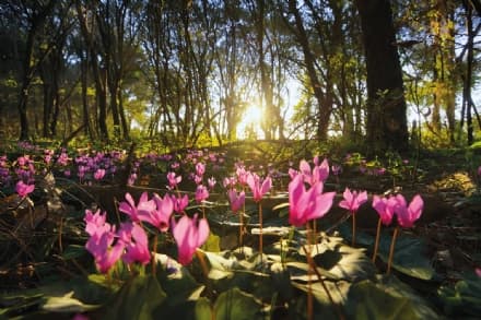 AMBIENTE – La Guida a foreste, boschi e alberi in Italia