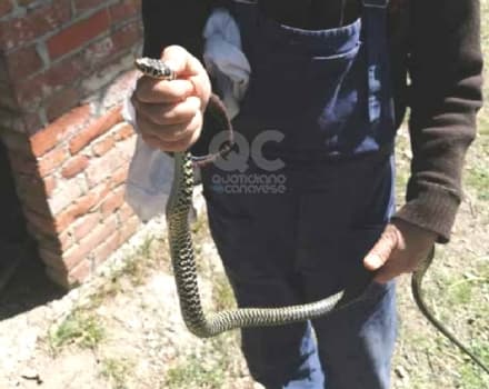 PEROSA CANAVESE - Allarme per due serpenti nel sottotetto di casa