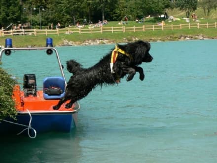 CERESOLE REALE - I cani imparano a diventare bagnini nel lago