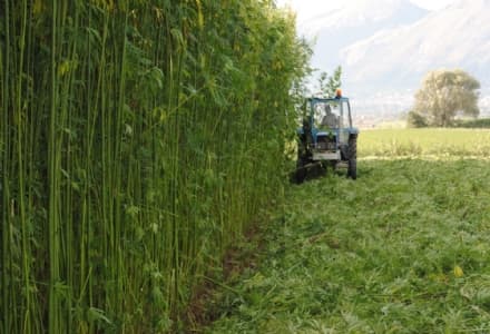 SALUTE - In Canavese si torna a coltivare la canapa sativa