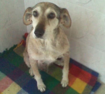 CALUSO - Cucciola smarrita in via San Francesco