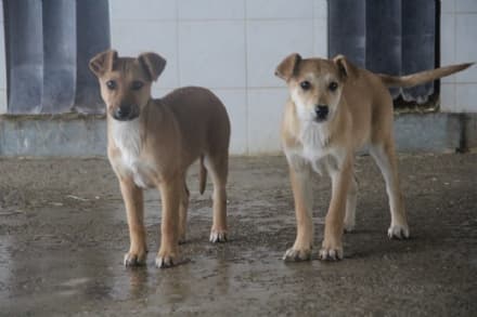 CALUSO - Cani abbandonati a Rivarolo Canavese: si cerca una famiglia