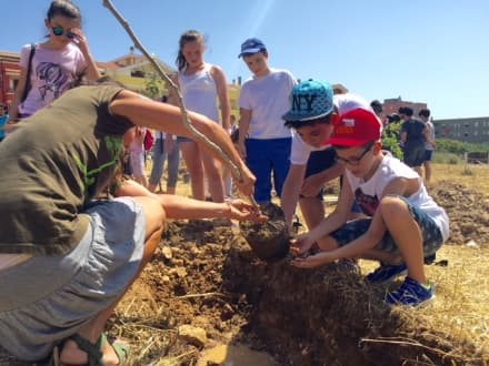 CALUSO - I bimbi delle scuole mettono a dimora nuovi alberi ad Arè