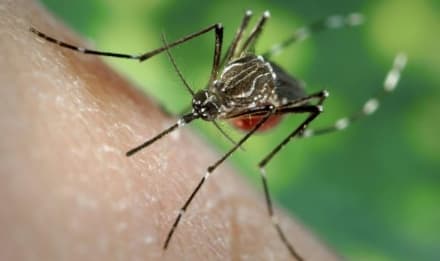 VOLPIANO - Trattamento anti-zanzare: tenere chiuse le finestre