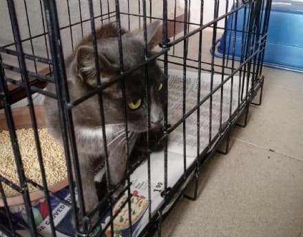 AGLIE'-OZEGNA - Gatta smarrita ritrovata in un campo: chi l'ha persa?