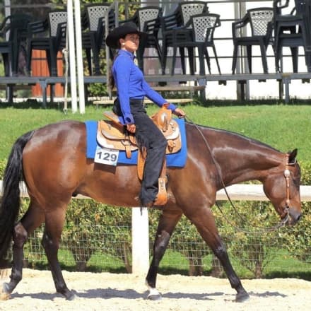 CALUSO - Cavalli protagonisti per la Coppa delle Regioni
