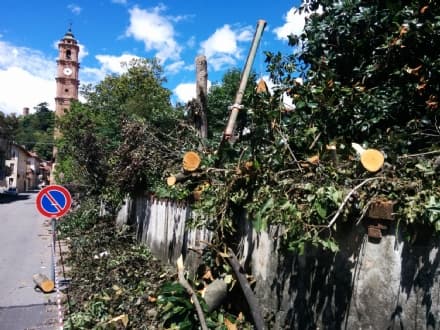 VALPERGA - Cade un albero: ferito un vigile del fuoco