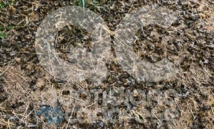 PRASCORSANO - Strage di api, veleno in venti casette: la denuncia dell'apicoltore - FOTO