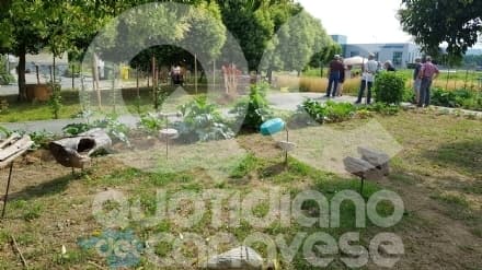 CASTELLAMONTE - C'è qualcuno che fa sparire la verdura coltivata nell'orto sociale di via Olivetti
