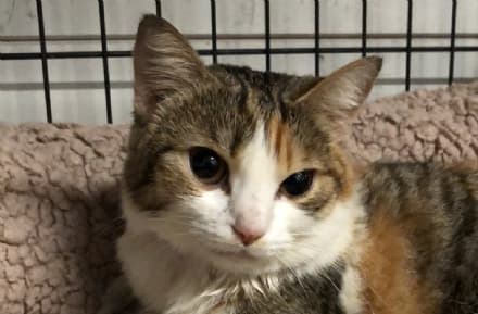 IVREA - Investe una gatta e se ne va: la micia sopravvive e ora cerca la sua famiglia - FOTO