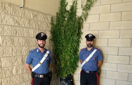 CASELLE - 136 piante di marijuana nel giardino di casa - FOTO