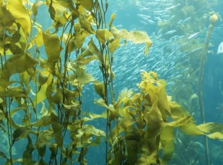 FOOD – Tutti vogliono l’alga Kelp