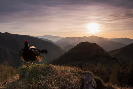 PARCO GRAN PARADISO - Ritorna il concorso internazionale «Fotografare il Parco»