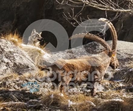 CERESOLE REALE - Gli stambecchi a tu per tu con il lupo nell'area protetta del Parco Gran Paradiso
