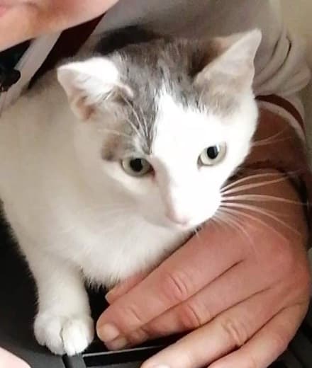 RIVAROSSA - Lettera al pirata della strada, la «mamma» del gatto ucciso: «Se hai una coscienza esci allo scoperto»