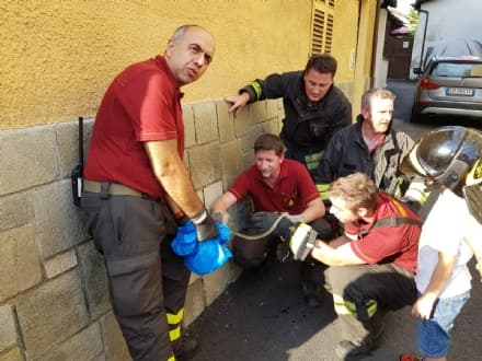 FAVRIA - Un serpente sbuca dal motore dell'auto: recuperato dai vigili del fuoco - FOTO e VIDEO