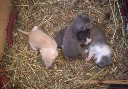 PIAMPRATO SOANA - Appello per trovare una famiglia a questi quattro gattini appena nati - FOTO