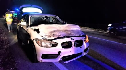 SALASSA - Incidente auto-mucca: l'allevatore rischia una multa